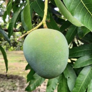 রাজশাহীর হিমসাগর । ১০ কেজি